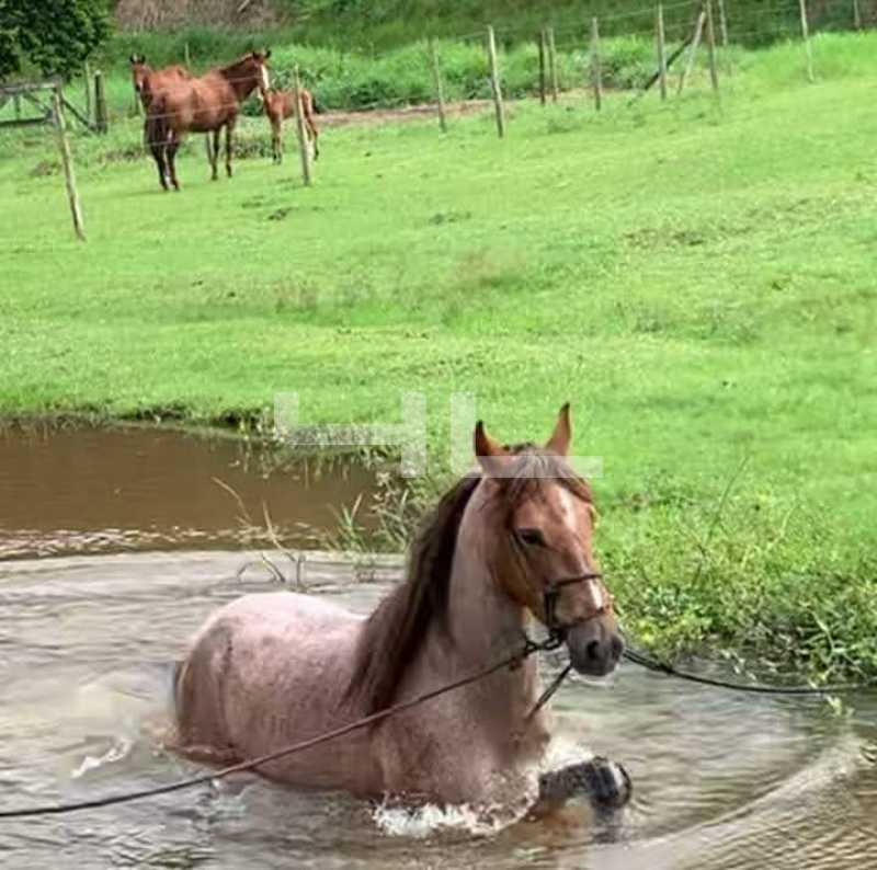 Conheça 003. do imóvel - Fazenda 2565000m² à venda Teresópolis,RJ Área Rural De Teresópolis - R$ 11.000.000 - 01461FA - 3 003. - 3