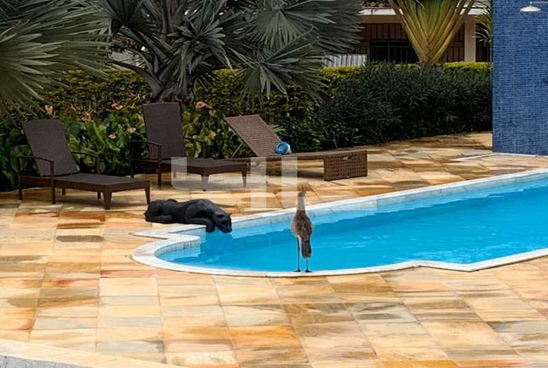 Conheça 0007 do imóvel - Sítio 12054m² à venda São Miguel do Anta,MG - R$ 4.800.000 - 01014CA - 8 0007 - 8