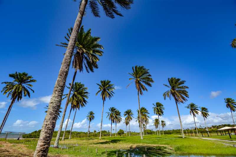 Conheça 7 do imóvel - LOTE/TERRENO 483M² EM COSTA DE ITAPEMA, SANTO AMARO - BAHIA Pronto para construir! - PILT00030 - 7 7 - 7