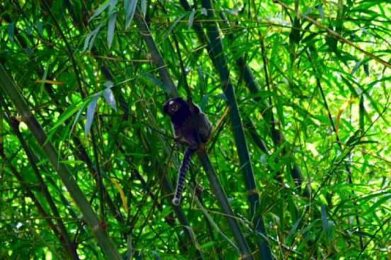 Conheça 16 do imóvel - Casa 3 quartos à venda Serra de Teresópolis, Guapimirim - R$ 1.100.000 - 743 - 16 16 - 16