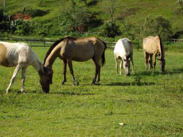 Ótimo Negócio - Fazenda 4628250m² à venda Cantagalo, Guapimirim - R$ 1.400.000 - 505