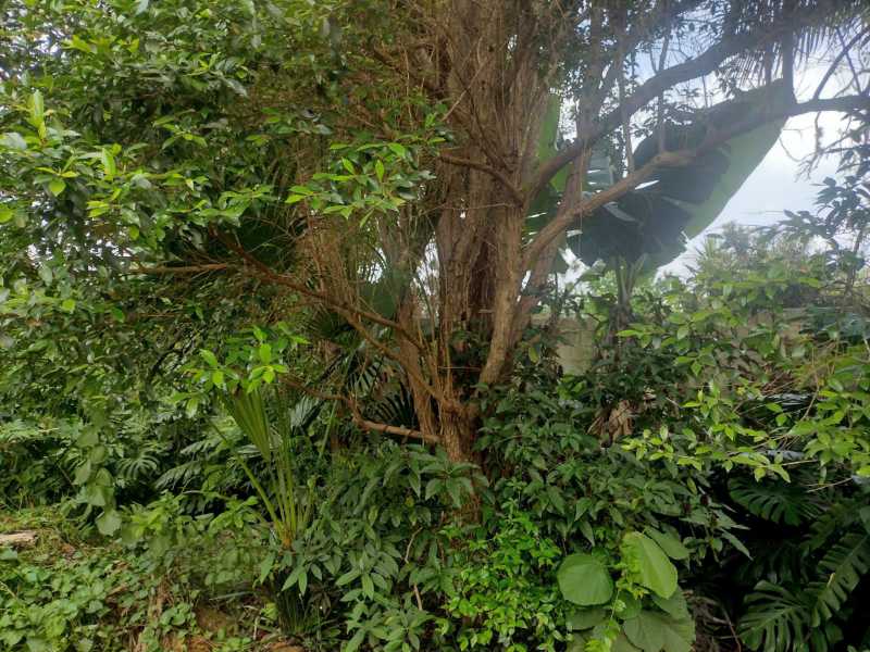 OPORTUNIDADE ÚNICA - Casa em Condomínio para venda e aluguel Rua das Camélias, Chácara Vale do Rio Cotia, Carapicuíba - R$ 1.750.000 - BTCN40003