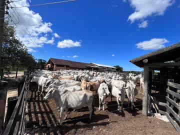 Ótima localização - Rio de Janeiro, São Vicente, Fazenda/Sítio com 248,6 hectares de área total. Araruama. - HPCARARUAMAFAZENDA0001