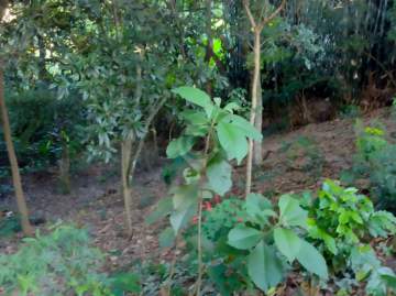 Área à venda Itatiba,SP Jardim Santo Antônio - R$ 1.600.000 - VITA00048