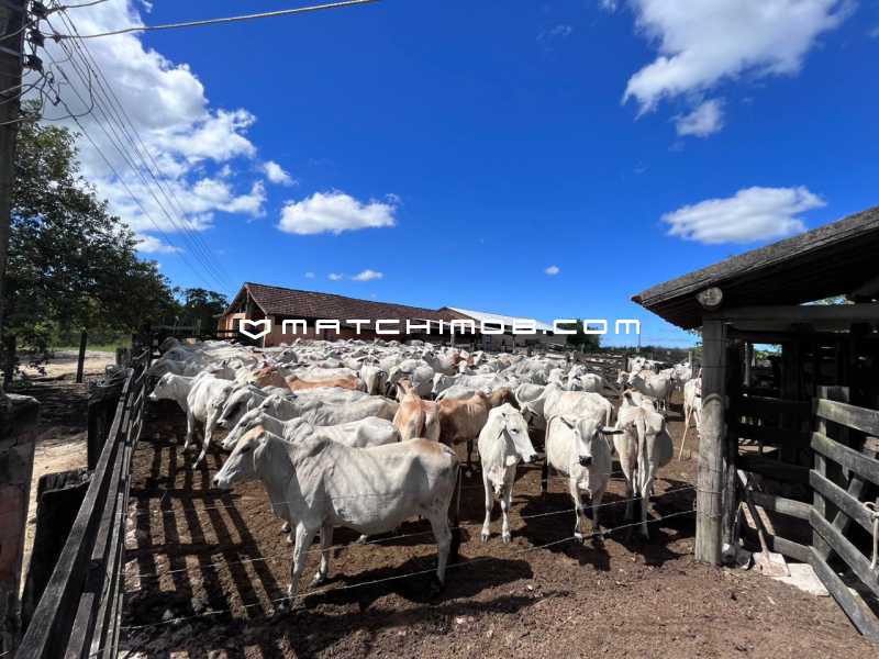 Fazenda Perobas - 8