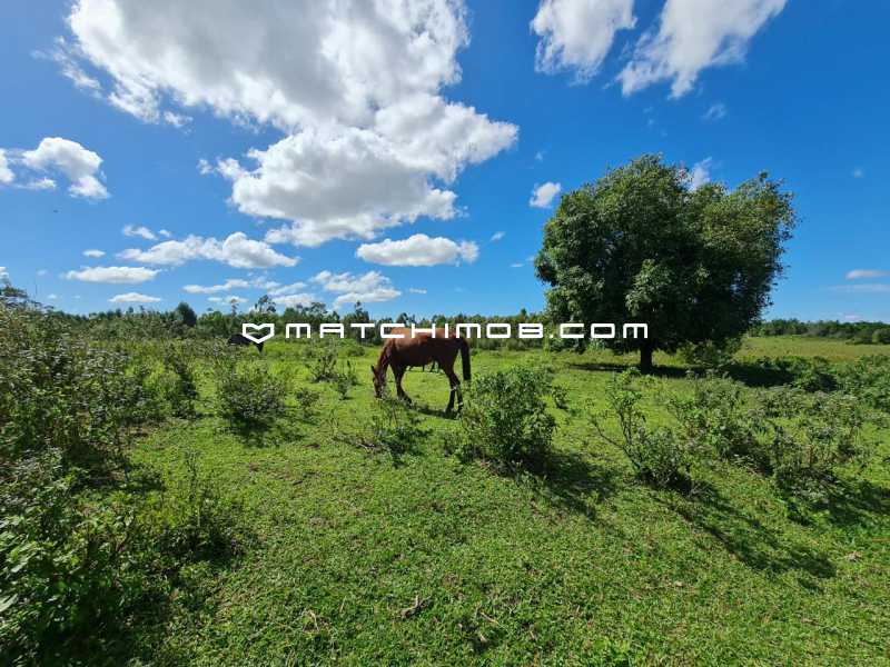 Fazenda Perobas - 1