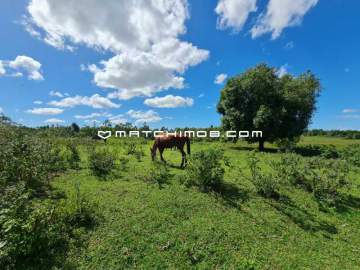 Fazenda Perobas - 1