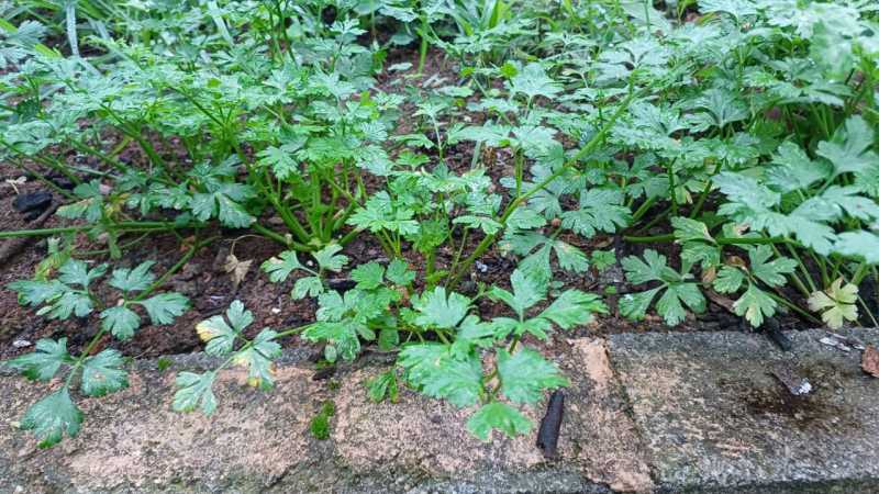 IMG-20250624-WA0185 - 14