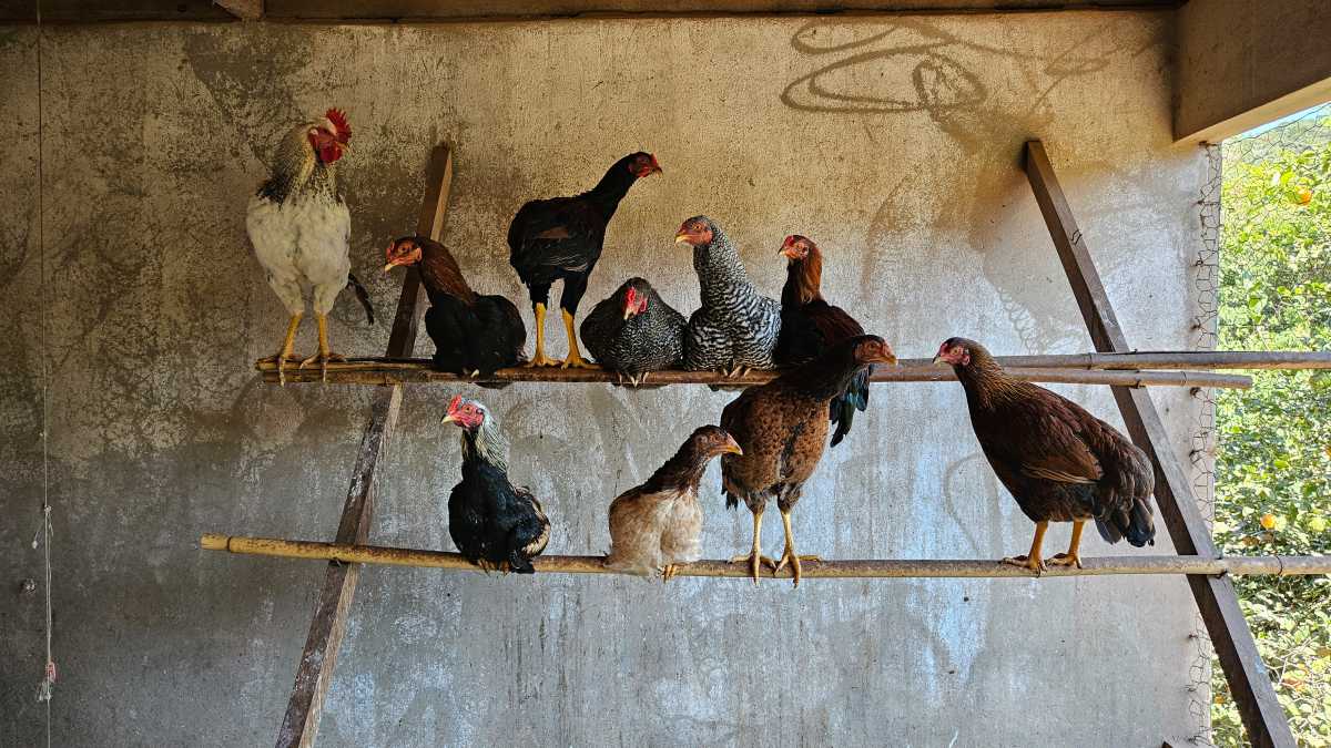 ESCRITURA E REGISTRO - Sítio 128600m² à venda Ouro Preto,MG Glaura - MBSI60003