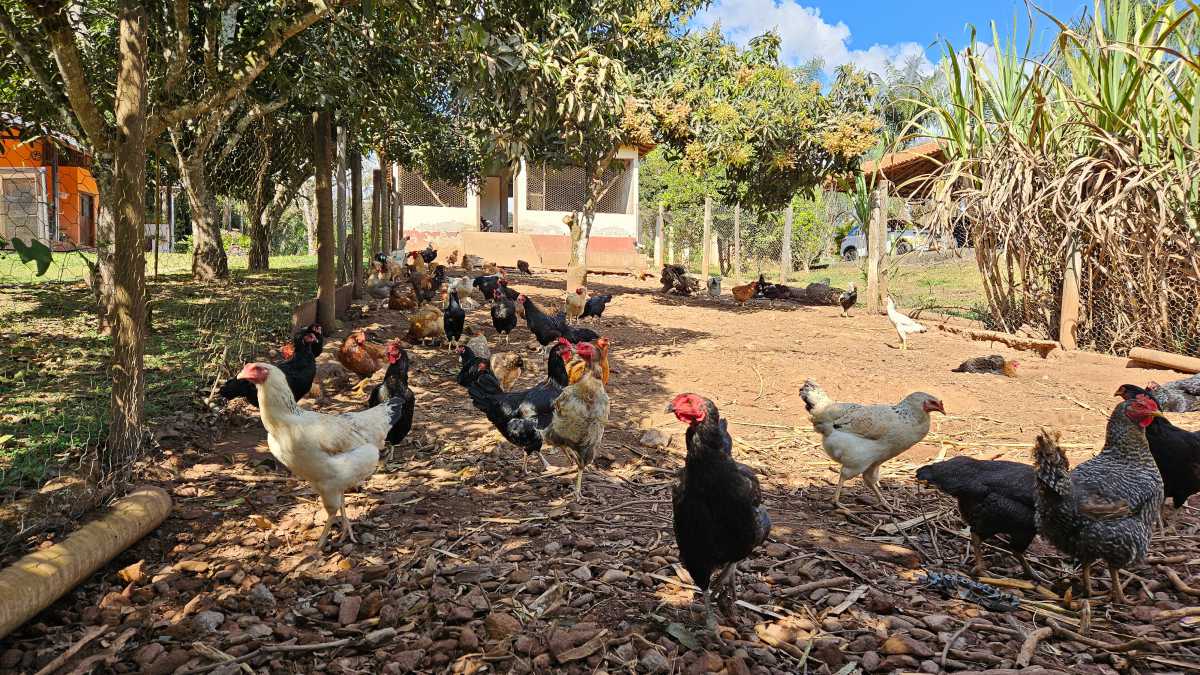 ESCRITURA E REGISTRO - Sítio 128600m² à venda Ouro Preto,MG Glaura - MBSI60003