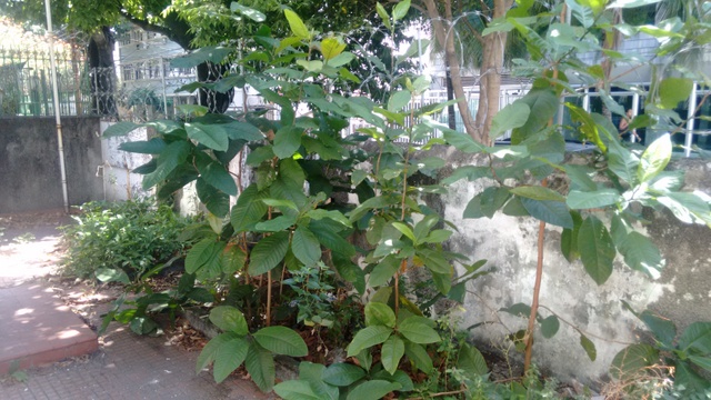 FOTO_17 - 17