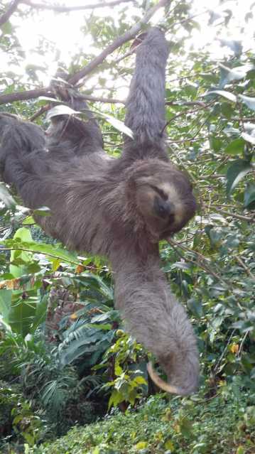 FAUNA FLORESTAL - 27