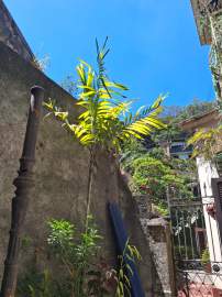 Apartamento 2 quartos à venda Santa Teresa, Rio de Janeiro - R$ 420.000 - CTAP21220