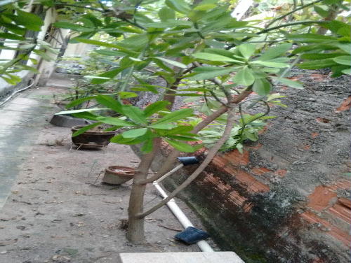Conheça QUINTAL LATERAL do imóvel - Casa 3 quartos à venda Taquara, Rio de Janeiro - R$ 580.000 - PR30387 - 3 QUINTAL LATERAL - 3