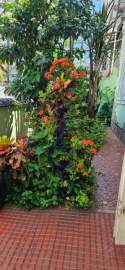 Espetacular - casa com jardim - EC7319