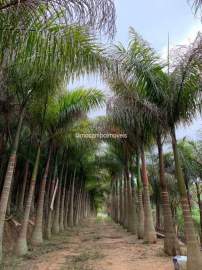 Sítio 64000m² à venda Morungaba,SP Bairro do Couto - R$ 1.600.000 - FCSI00020