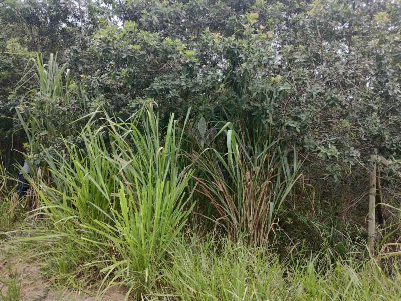 Conheça 26. do imóvel - Lote à venda Alameda Andorinhas, Marina, Armação dos Búzios - R$ 600.000 - BZ-AAT002 - 26 26. - 26