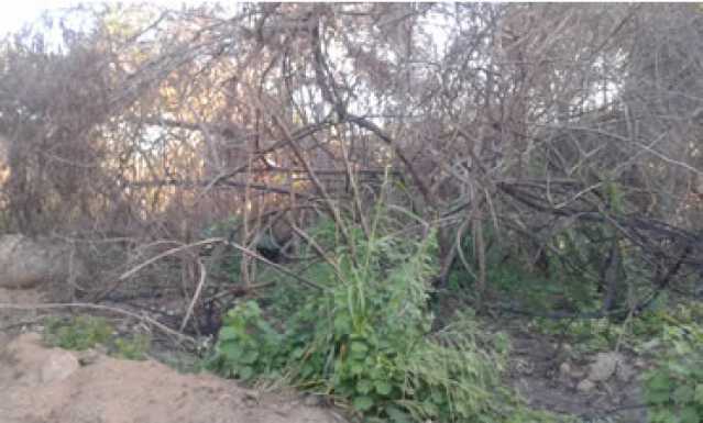 Conheça 2 do imóvel - Terreno Multifamiliar à venda Bananal (Ponta Negra), Maricá - R$ 2.000.000 - MAMF00004 - 2 2 - 2