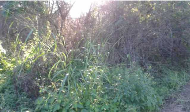Conheça 7 do imóvel - Terreno Multifamiliar à venda Bananal (Ponta Negra), Maricá - R$ 2.000.000 - MAMF00004 - 7 7 - 7