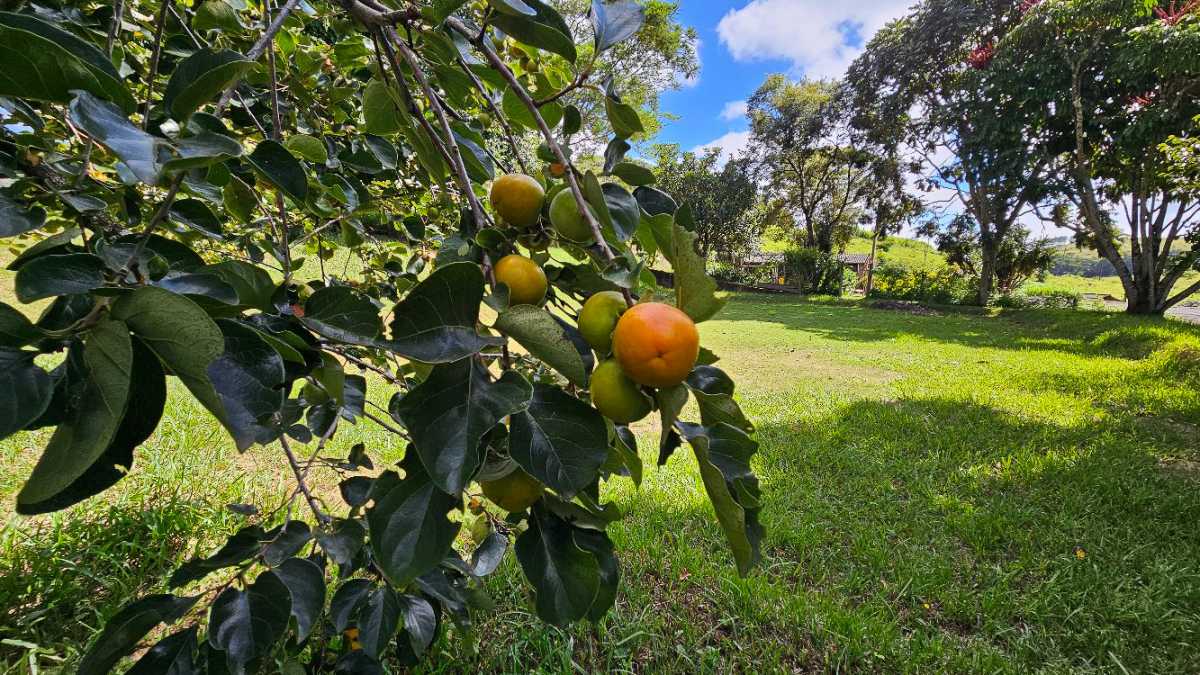 Vendido - LUXOSA FAZENDA A VENDA EM SANTO ANTÔNIO DO LEITE, OURO PRETO - MBFA60003