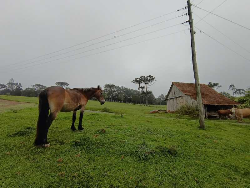 Conheça WhatsApp Image 2026-10-30 at 1 do imóvel - Fazenda 260599m² à venda Rio Vermelho Povoado, São Bento do Sul - R$ 2.350.000 - JIFA30001 - 9 WhatsApp Image 2026-10-30 at 1 - 9
