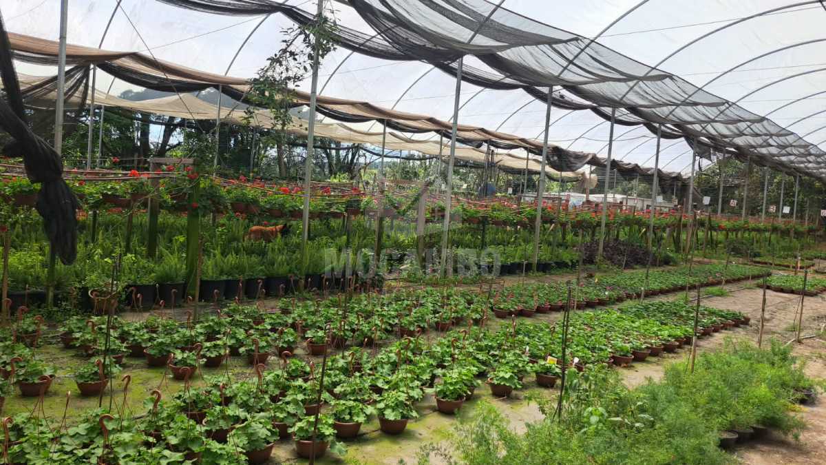 Sítio 71000m² à venda Jundiaí,SP  Champirra - R$ 3.500.000