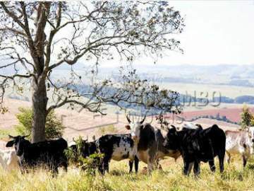 Fazenda 968000m² à venda Morungaba,SP Bairro do Couto - R$ 13.500.000